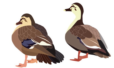 カルガモの夫婦