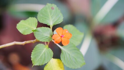beautiful flower stalks that just bloomed red buds on the plantation	
