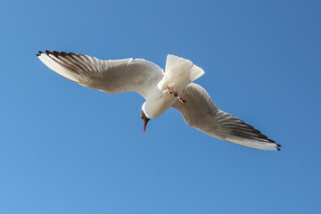 Portrait of a seagull in flight against the sky.