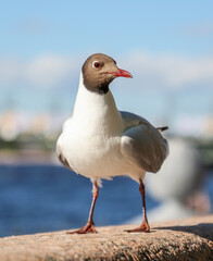 Seagull portrait on the embankment