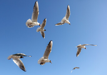 Fototapeta na wymiar A flock of seagulls in flight against a sky.