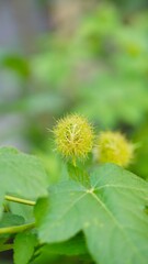 beautiful green flower in bloom on blur background	