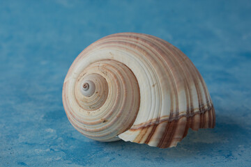 big seashell, isolated on blue background
