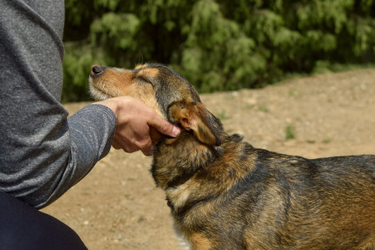 Hombre acaricia a perro en parque. Concepto adopci&oacute;n, respeto animal.