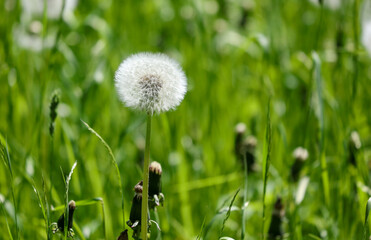 Fluffy dandelions on the lawn in the park.