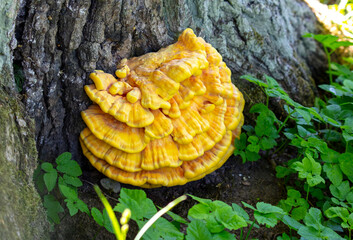 Polypore sulfur yellow on the tree.