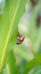 beetle camouflage marks on butterflies, sticking to the green leaves