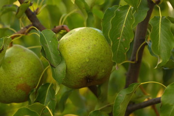 pear fruit on the tree