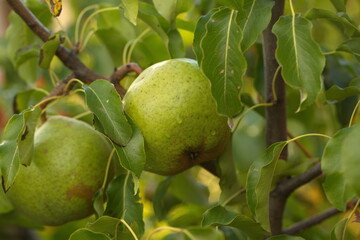 pear fruit on the tree