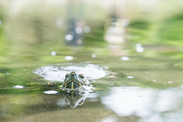 A turtle looking into the face from the pond