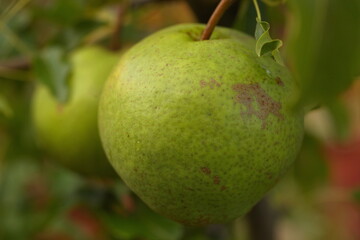 pear fruit on the tree