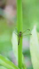 dragonfly perched on a green leaf