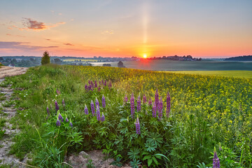 Wildflowers in Summer Sunrise. Purple lupine and canola field, morning light.