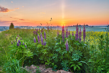 Wildflowers in Summer Sunrise. Purple lupine and canola field, morning light. Violet lupinus