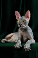 Portrait of an elegant young naked cat lying on a green background