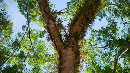 Fototapeta premium a large banyan tree that is decades old with green moss on its big trunk