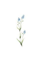 Obraz premium Watercolor forget me not flower illustration isolated.