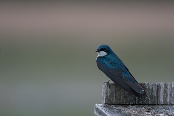 Tree swallow perched on nest box