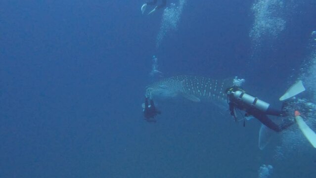 Whale shark plays with scuba divers bubbles in Koh Tao, Chumphon, Thailand.