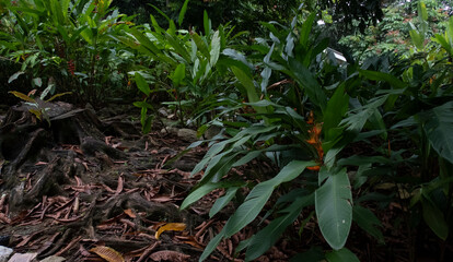 malaysia putrajaya botanical garden