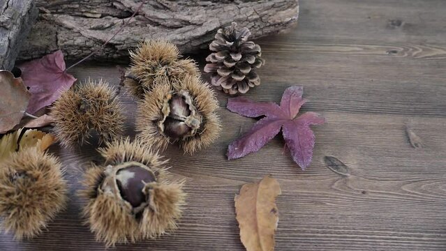 Rallentato di una foglia secca che cade tra i ricci di castagne, autunno