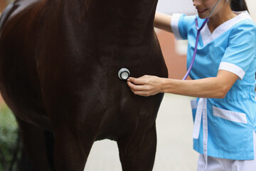 Woman veterinarian examining horse with medical stethoscope - obrazy, fototapety, plakaty