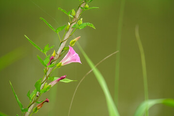 Fototapeta na wymiar ピンク色が可愛い夏のヒルガオ