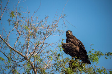 Greater spotted eagle or Clanga clanga large bird of prey closeup or portrait perched on a tree with eye contact at keoladeo national park or bharatpur bird sanctuary forest rajasthan india asia