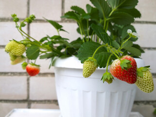 Bush Remontant strawberry in white pot on brick wall background. Juicy red ripe and green unripe...
