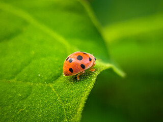Fototapeta premium ladybug on leaf