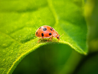 ladybug on leaf