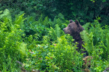 Brown Bear (Ursus arctos). Bieszczady, Carpathians, Poland.