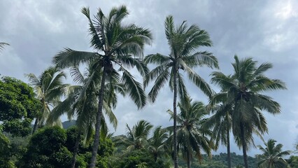 Fototapeta na wymiar Palmiers Comoriens 