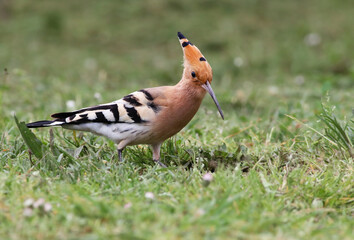 Detail of a beautiful eurasian hoopoe (Upupa epops) on the grass of a green field with flowers. Background wildlife image of a stunning and colorful exotic bird with a crest looking for insects.