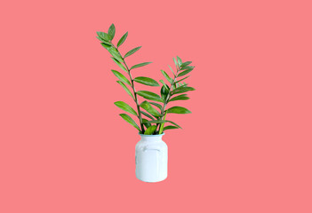 Potted plants for ornamental fresh plants with greenery .cut from background.