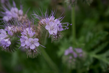 Close up of Phacelia tanacetifolia, also known as Bee`s Friend