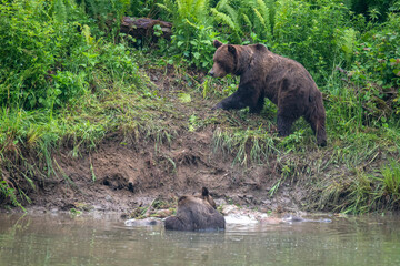 Brown Bear (Ursus arctos) by the remains of a killed deer. Bieszczady, Carpathians, Poland.
