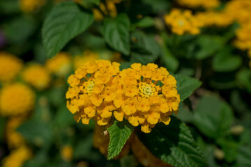 The bright red nerium oleander flowers are so beautiful