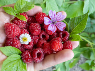 natural raspberry fruits grown in the garden and healthy