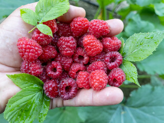 natural raspberry fruits grown in the garden and healthy