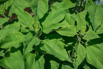  Topinambour Helianthus tuberosus ,Jerusalem artichoke plant