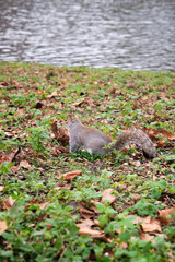 squirrel in the park