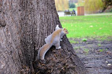 squirrel on the tree