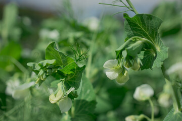 Closeup image of sugar snap peas growing in the garden