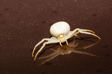 White spider, Misumena vatia, sitting on brown background.