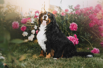 Bernese mountain dog in park roses background.
Flowers around and dog.

