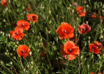 A field of red poppies on a sunny day 2