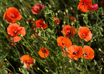 A field of red poppies on a sunny day
