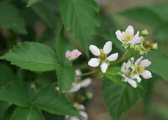 Blackberry flower. Buds, flowers and unripe berries