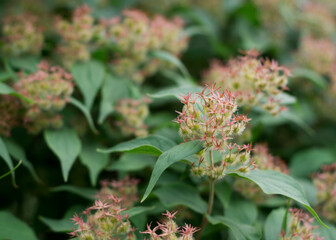 pale pink flowers of Kolkwitzia amabilis